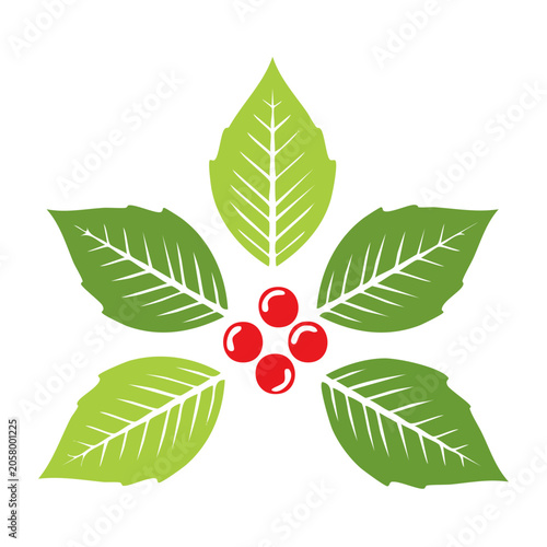 Holly leaf with red berries vector illustration