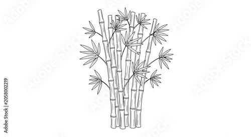 Bamboo plant with long stems.