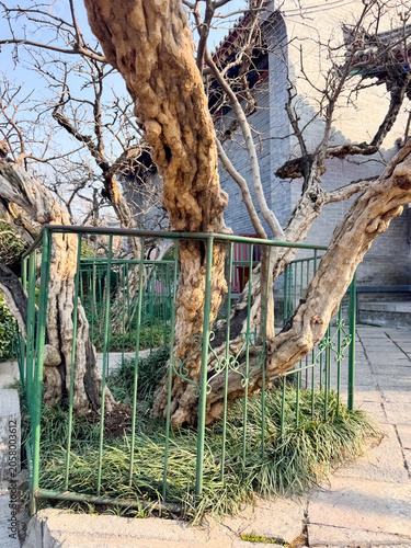 

An ancient tree protected by a decorative metal fence in a historic courtyard in China. The weathered trunk, twisted branches, and aged bark suggest centuries of growth, while the protective enclosu