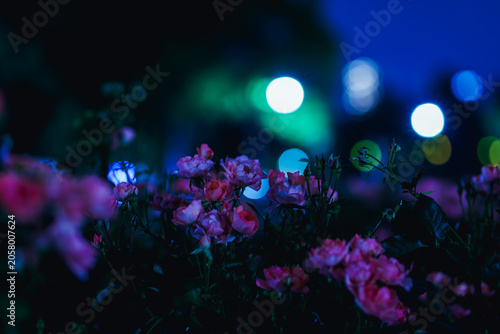 夜の花