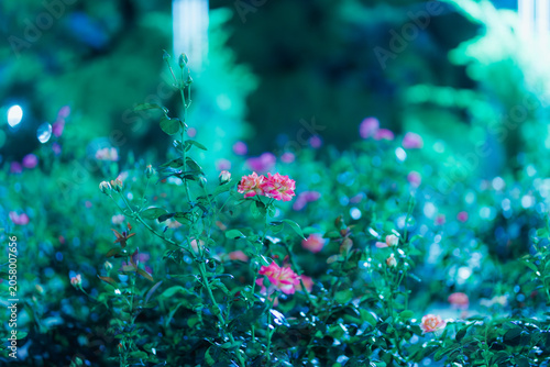 夜の花