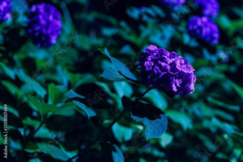 夜の花