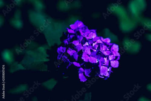 夜の花