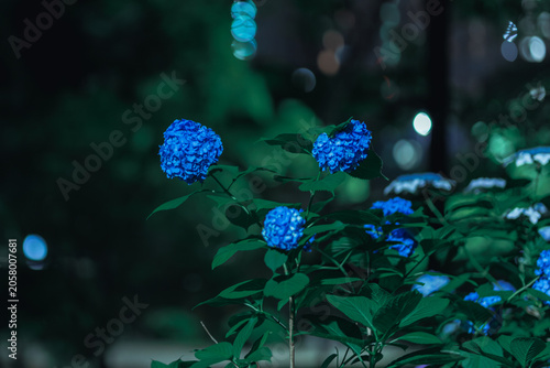 夜の花