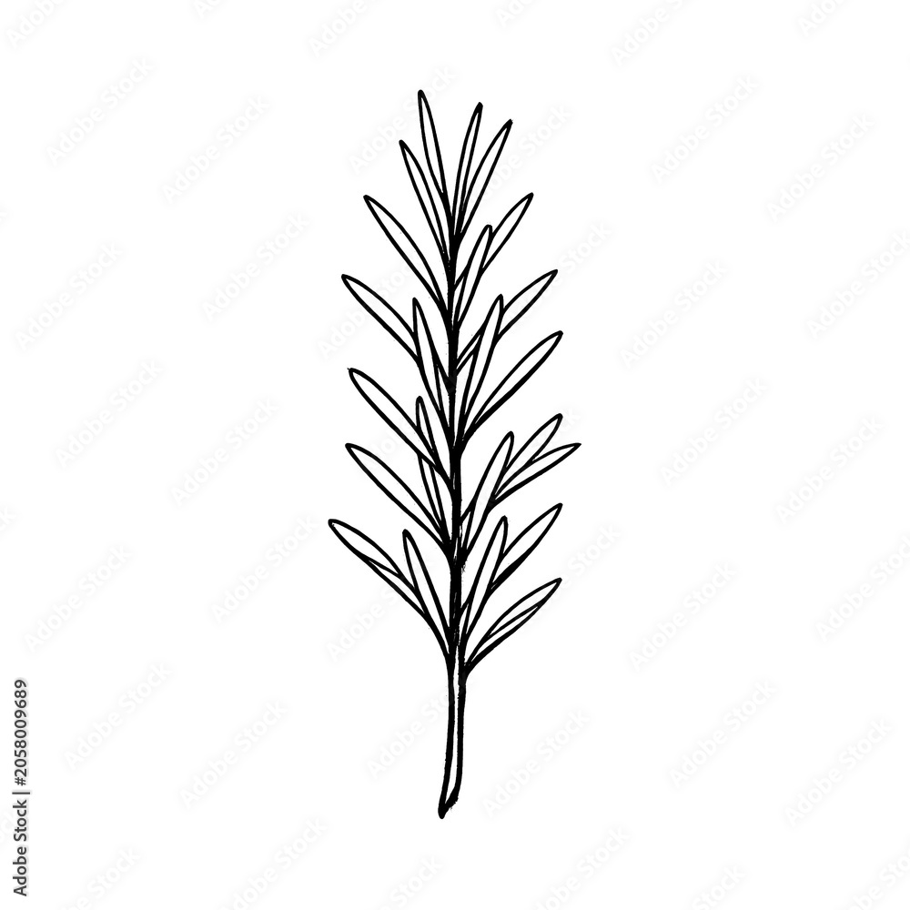 Obraz premium PNG Minimalist botanical line art