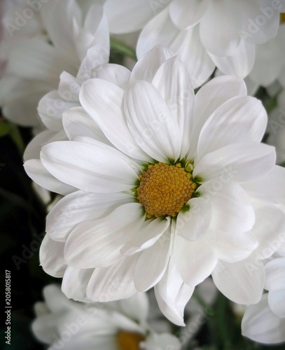 close-up of white daisy chrysanthemum flowers with yellow centers in full bloom in a fresh bouquet
