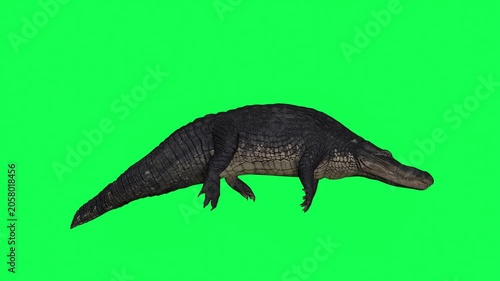 4k alligator Reptile idle in water side view animation isolated on Green Screen, 3D Crocodile (Crocodylus niloticus) rest in the river 60fps rendering on the chroma key, video for your rhymes, stories