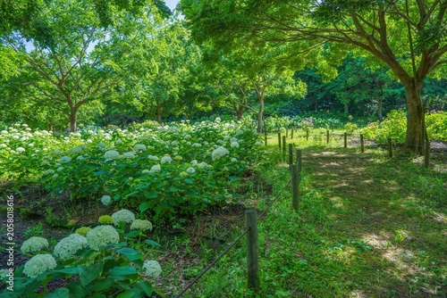 初夏の爽やかな公園に咲き誇る白いアジサイ（アナベル）と緑豊かな遊歩道の風景