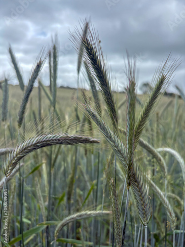 Crop of hybrid rye in a field in June, North Yorkshire, England, United Kingdom