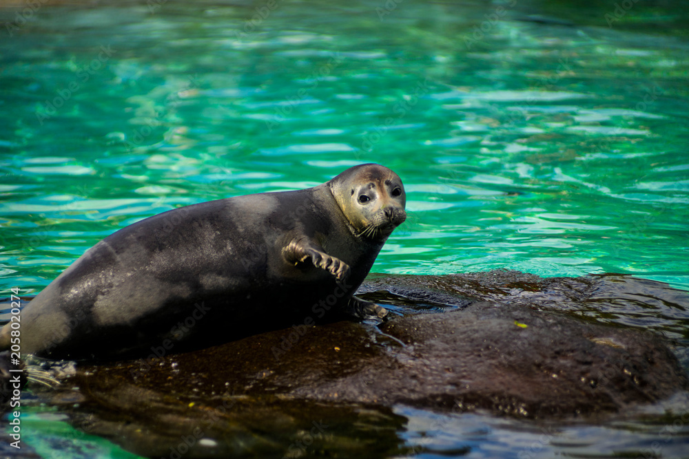 Obraz premium Harbor Seal Resting On Rock In Clear Turquoise Water