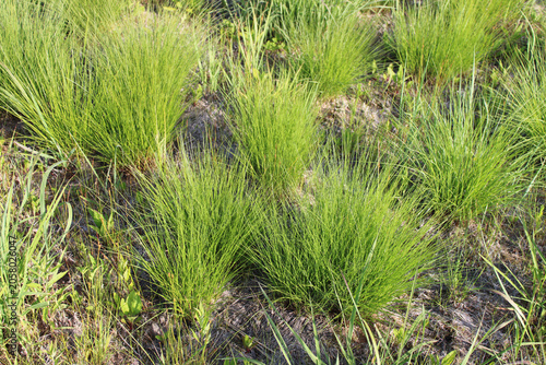 Clumps of prairie dropseed bunchgrass in dirt at Linne Woods in Morton Grove, Illinois