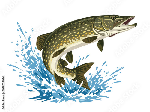 Flat vector illustration of a northern pike leaping with explosive water splash, elongated predatory body, sharp fins and realistic silhouette