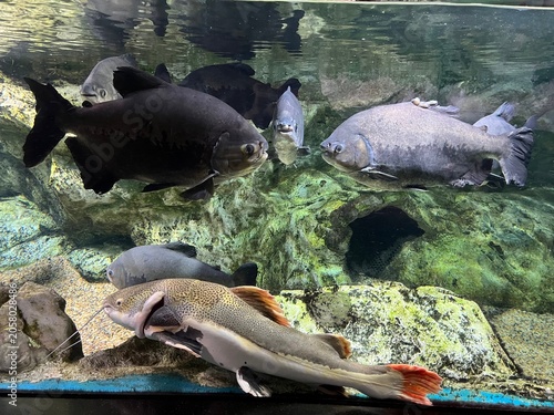 Large catfish and other freshwater fishes in a clean aquarium