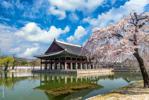 Bild auf Leinwand Gyeongbokgung palace with cherry blossom tree in Seoul, South Korea