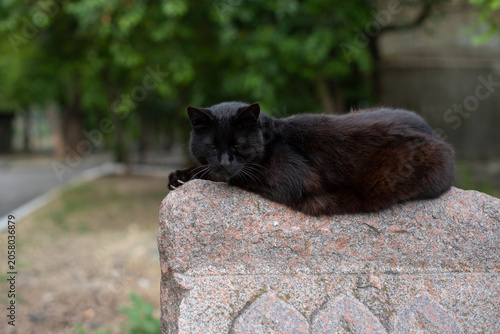 Cuadro en lienzo A small black cat rests on a stone surface in a garden