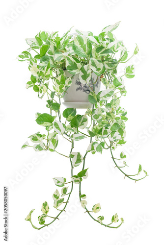 Variegated pothos houseplant with long trailing vines in a ceramic pot isolated on white background.