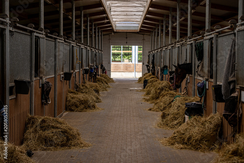 Interior view of a modern horse stable with horses standing in individual stalls and hay placed along the central aisle. Clean equestrian facility showcasing horse care, livestock management and agric