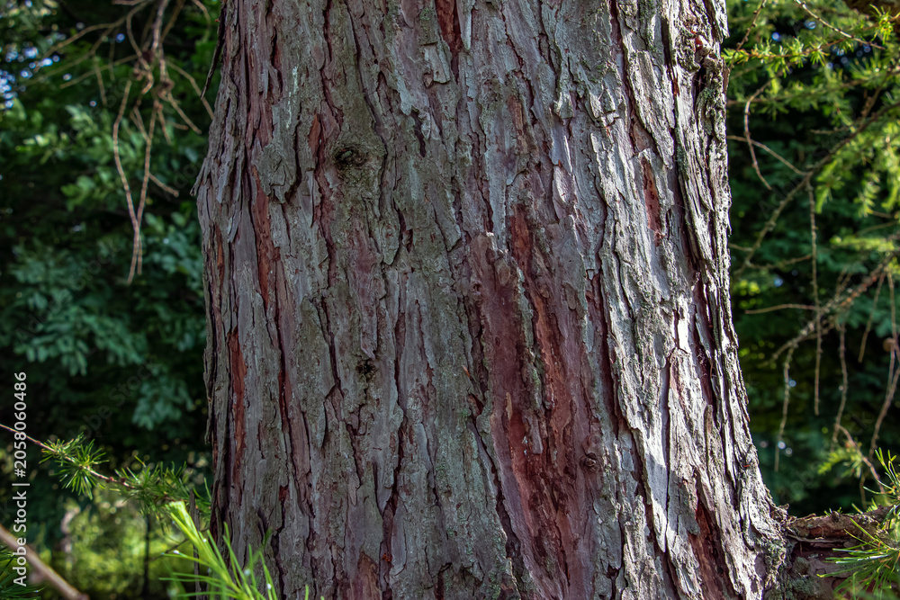 Obraz premium Deeply fissured Larix bark texture in Botanical Garden Nitra