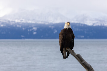 Bald Eagle with dirty crest Perched on Driftwood Looking Straight Ahead, Kachemak Bay, Alaska