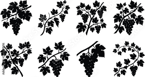 Quadro su tela Black silhouette collection of grape bunches on vines with leaves for winery bra