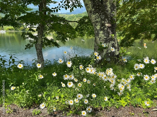 spring in the lake park