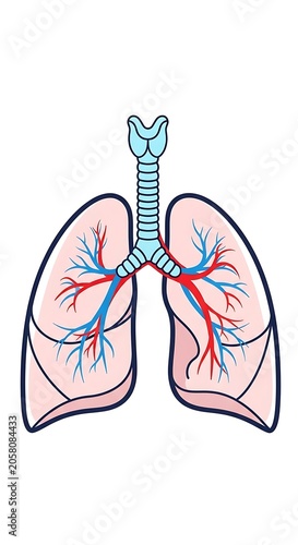 Anatomy of human lungs with bronchial tubes and blood vessels.