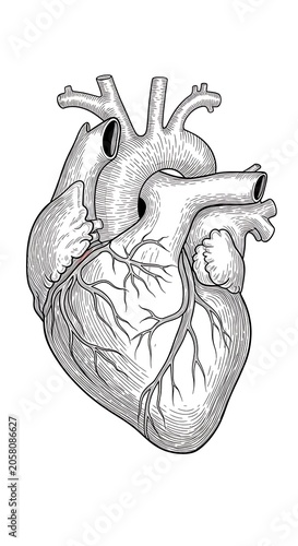 Detailed black and white illustration of human heart anatomy.