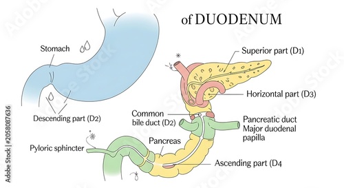 Anatomical diagram of the human duodenum labeled parts.