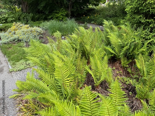 Hybrid Male Fern (Dryopteris x tavelii Rothm., syn. Dryopteris x critica, Dryopteris tavelii or Dryopteris × tavelii), der Schuppige Wurmfarn oder Tavels Wurmfarn - The Botanical Garden St. Gallen