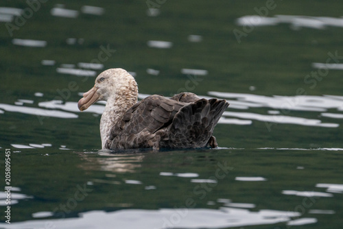 Northern giant petrel (Macronectes halli) swimming off of Gough Island in the South Atlantic Ocean