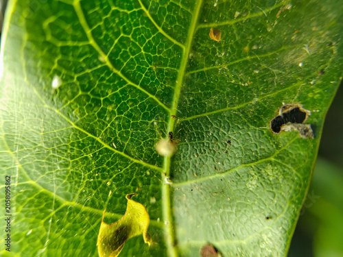 small spiders in nests on green leaves