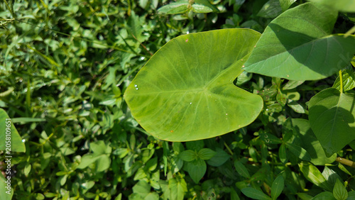 Vibrant green leaf glistening with morning dew surrounded by lush greenery