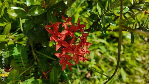 Vibrant red flowers blooming amidst lush green foliage under bright sunlight