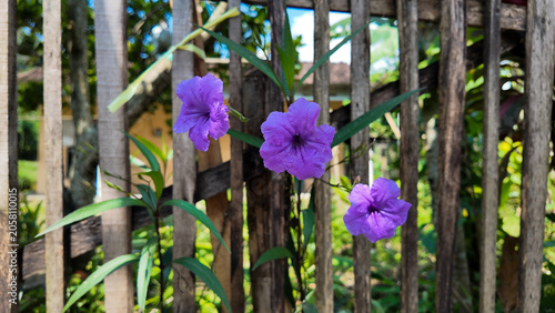 Vibrant purple flowers blooming between bamboo slats in a lush garden