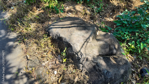 A large rock partially covered with dirt and surrounded by lush greenery and fallen leaves