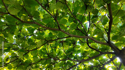 Looking up at vibrant green leaves under a tree canopy filtering sunlight from above