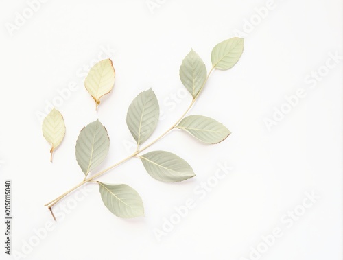 Delicate light green leaves are arranged on a clean white background, evoking a sense of calm and nature.