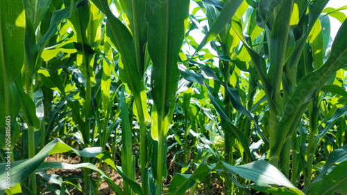 A lush field of growing corn plants under bright sunlight showcasing vibrant green leaves reaching upward, creating a dense and thriving agricultural scene.