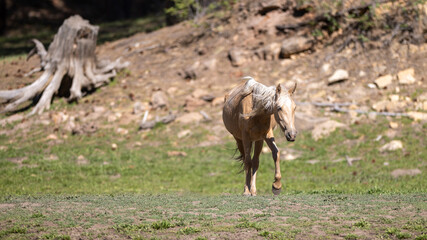Palomino wild horse mare walking near Black Canyon Lake in the Apache Sitgreaves National Forest near Heber Arizona United States