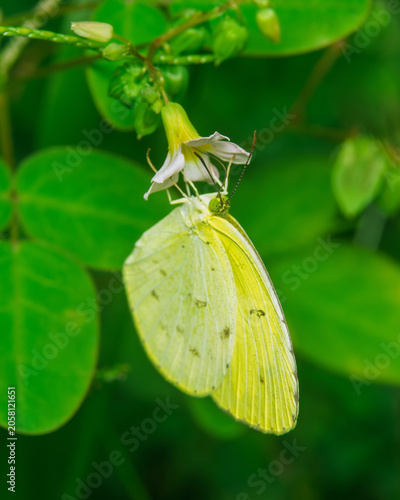 Lemon Emigrant Butterfly Feeding on White Wildflower in Lush Tropical Garden, Sri Lanka, Vivid Green Bokeh