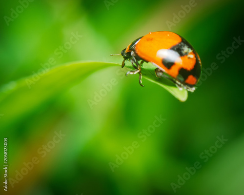 Orange Ladybird Beetle Perching on Green Leaf Tip in Tropical Garden, Sri Lanka, Vivid Bokeh Background