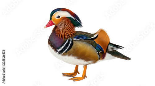 A vibrant mandarin duck standing alone on a white background, showcasing its colorful plumage.