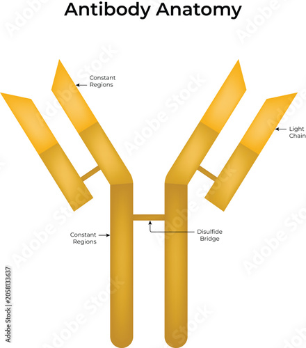 Antibody Anatomy Diagram Vector Illustration