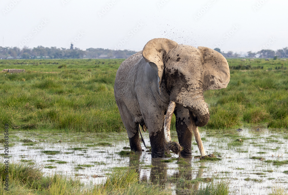 Fototapeta premium African elephant bull tusker named Pascal who was wading and giving himself a mudbath in Amboseli National Park in East Africa Kenya KEN