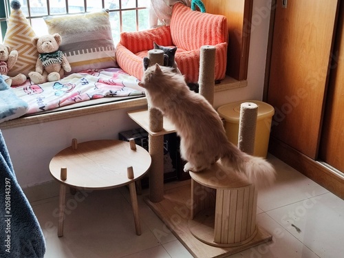 Fluffy ginger cat perched atop wooden scratching post in cozy Japanese-style sunroom with
