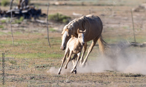 Valokuva A wild palomino horse running and snaking its young palomino colt across a dusty