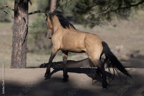 Photography Wild Buckskin Mustang Stallion Aggressively Snaking and Herding his Band in the