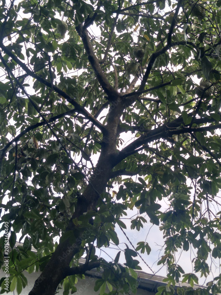 Obraz premium tree in spring