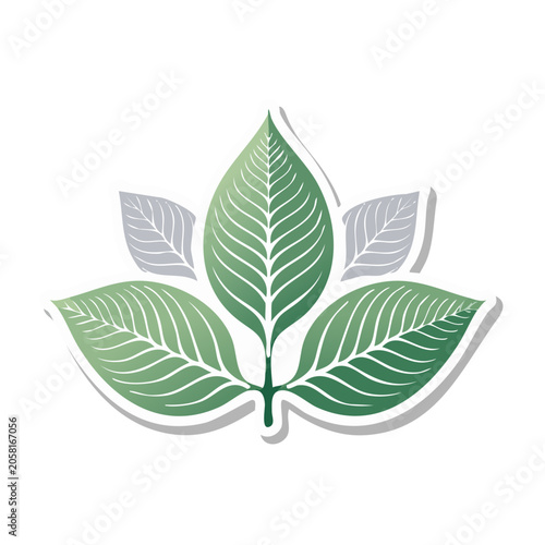 Green leaf illustration with symmetrical design