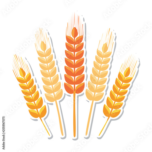 Flat design wheat stalks illustration